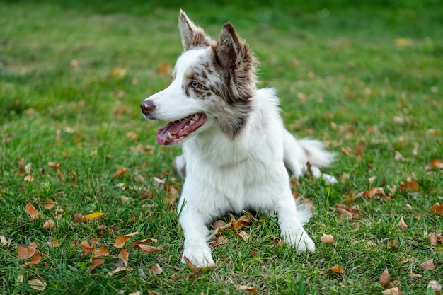 Portret van schoonheid border collie. Jonge hond in het park, hond spelen op het gras in de herfst