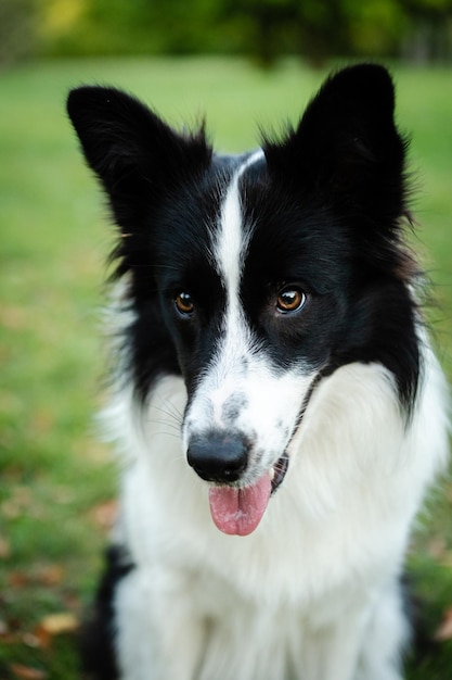 Portret van schoonheid border collie. Jonge hond in het park, hond spelen op het gras in de herfst