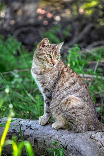 Portret van schoonheid wilde kat met groene ogen in het bos Verticale weergave