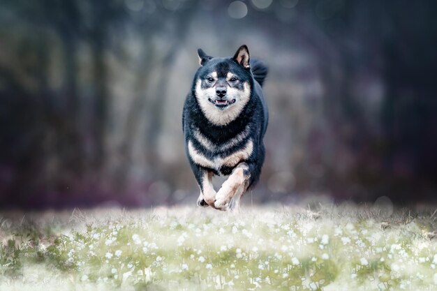 Foto portret van shiba inu die op het veld loopt