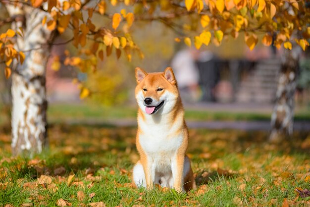 Portret van Shiba-inu in de herfst in het Park.