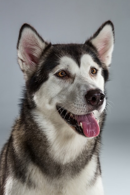 Portret van siberische husky op grijze achtergrond