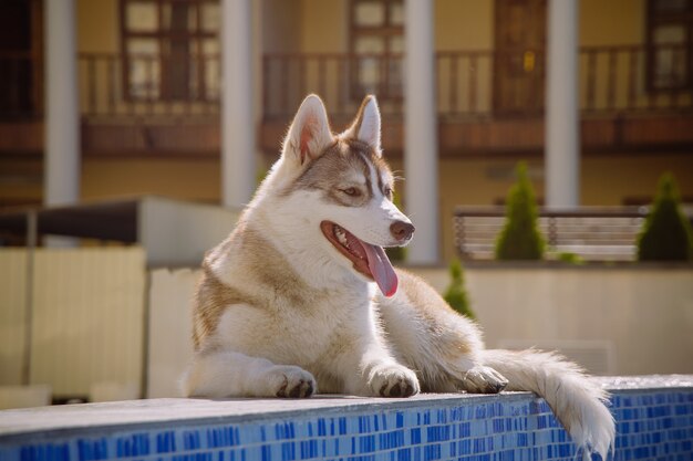 Portret van Siberische Husky