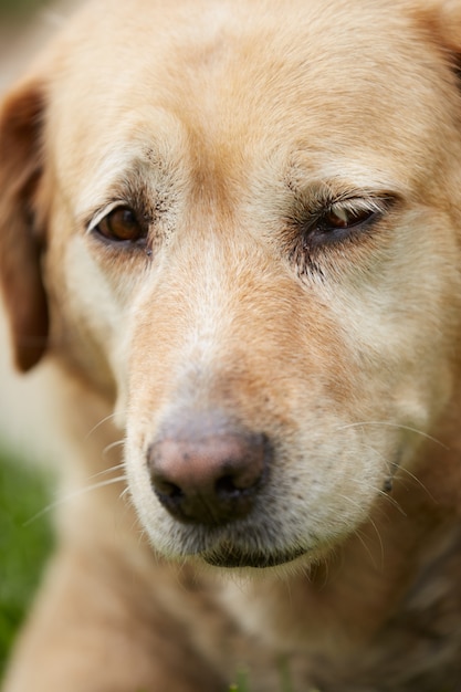 Portret van slaperige hond