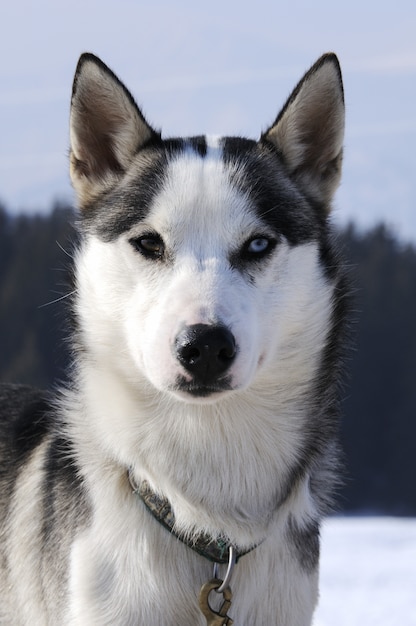 portret van sportieve hond in de winter