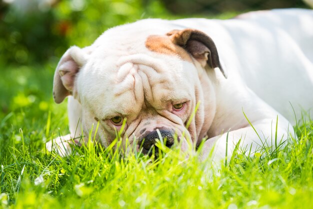 Portret van sterk uitziende witte Amerikaanse Bulldog op groen gras buitenshuis.