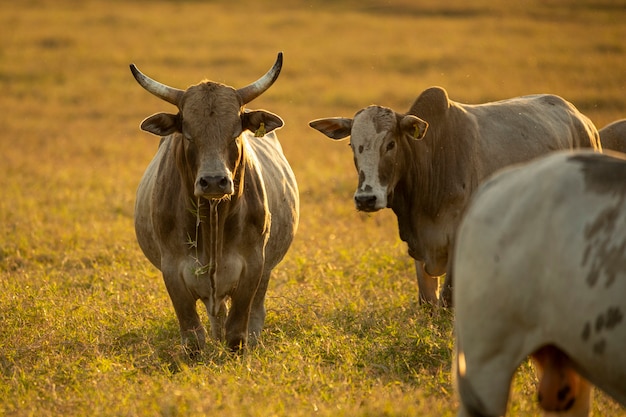 Portret van stier en koeien in de wei bij zonsondergang