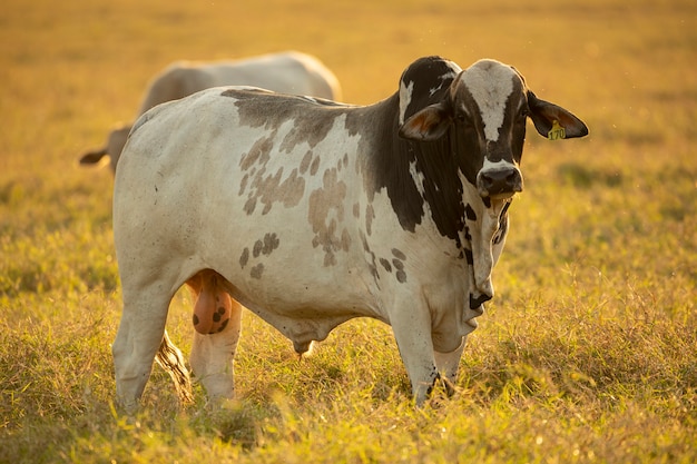 Portret van stier in weiland bij zonsondergang..