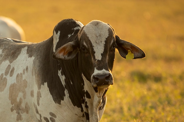 Portret van stier in weiland bij zonsondergang..