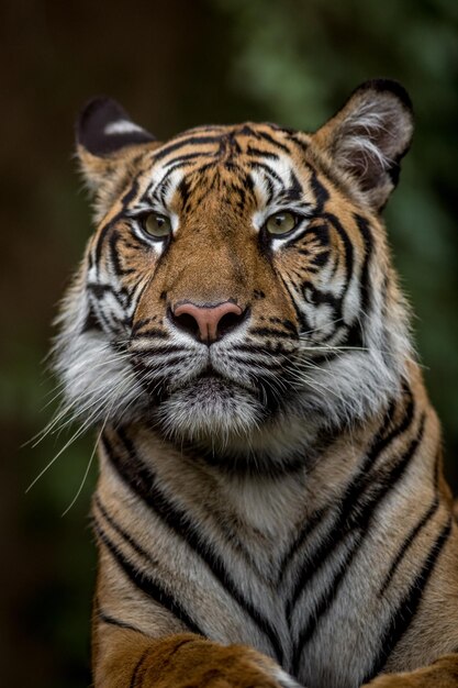 Portret van Sumatraanse tijger