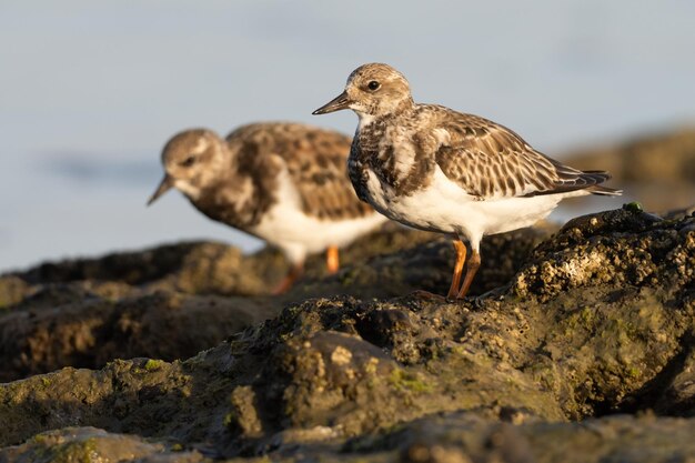 Foto portret van turnstone arenaria interpres in zijn omgeving