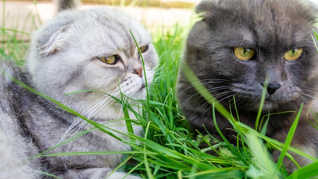 Portret van twee charmante katten die naast elkaar op het gras liggen