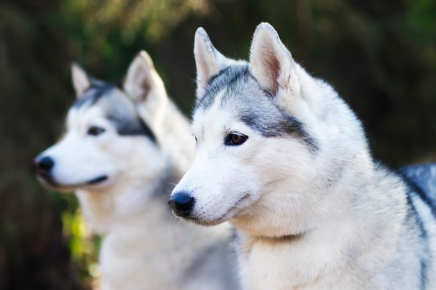 Portret van twee gelukkige honden, husky-ras op een bosachtergrond.