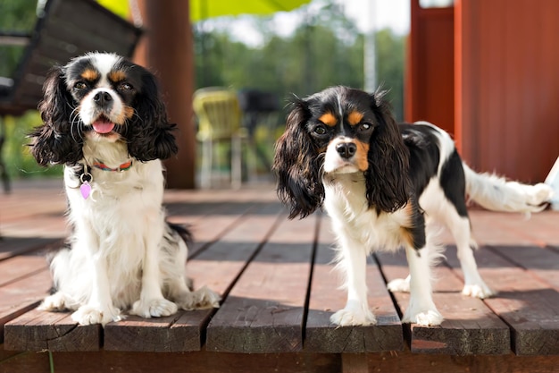 Portret van twee honden schattige cavalier spaniels samen