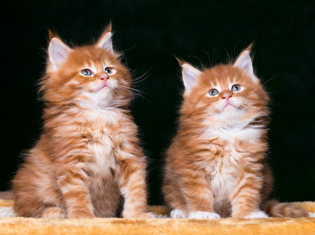 Portret van twee huiselijke rode Maine Coon kittens Fluffy kitty op zwarte achtergrond Aardige nieuwsgierige jonge katten die wegkijken