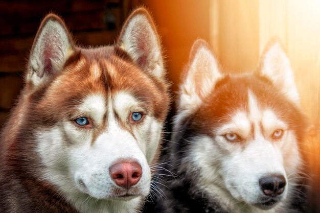 Portret van twee husky-honden met blauwe ogen De weerspiegeling van twee husky-honden in een nat raam, bewolkte regenachtige dag in de stad