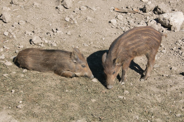 Foto portret van twee prachtige wilde zwijn pups in de berg