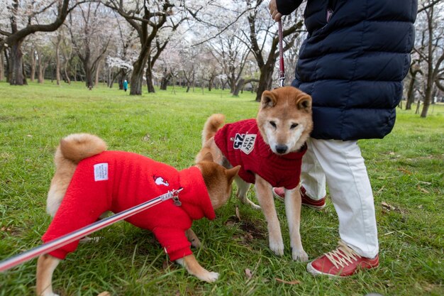 Portret van twee rode honden van Akita Inu op een groene achtergrond en spelen in het gras