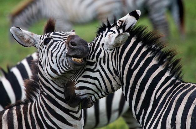 Portret van twee zebra's. Kenia. Tanzania. Nationaal Park. Serengeti. Maasai Mara.