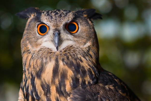 Foto portret van uil met oranje en zwarte ogen