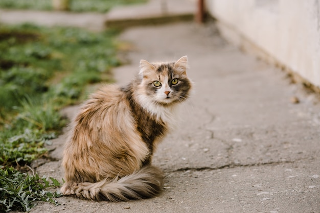 Portret van veelkleurige kat met groene ogen