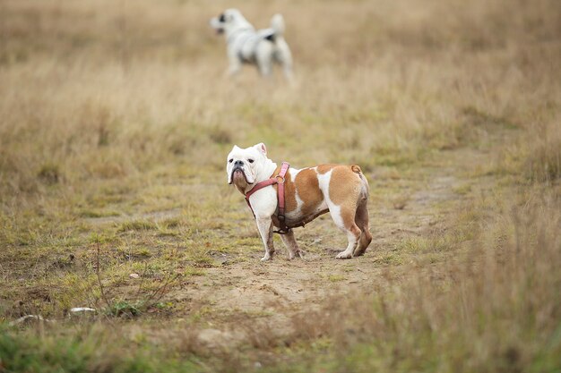 Portret van vrouwelijke engelse buldog die op de herfstgebied loopt