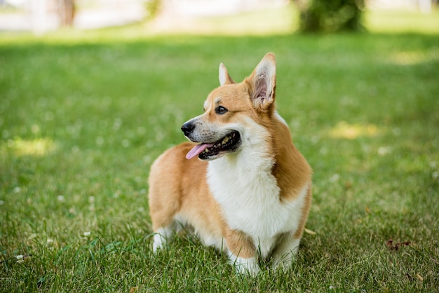 Portret van welsh corgi pembroke in het stadspark