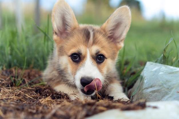 Portret van welsh pembroke corgi puppy liggend op de grond tussen grasgazon in de zomer kijkend naar camera die neus likt