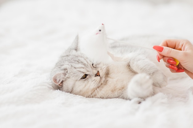 Foto portret van wit katje mooi speels poesje de kat speelt met speelgoed