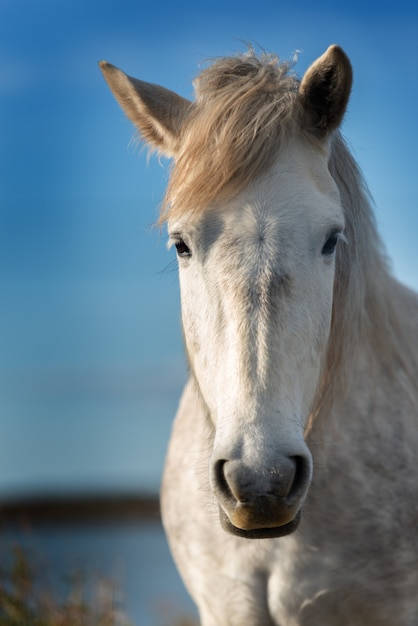Portret van wit paard in Camargue, Frankrijk in de buurt van Les salines van Villeneuves