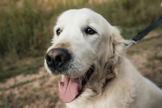 Portret van witte golden retriever hond in het veld close-up