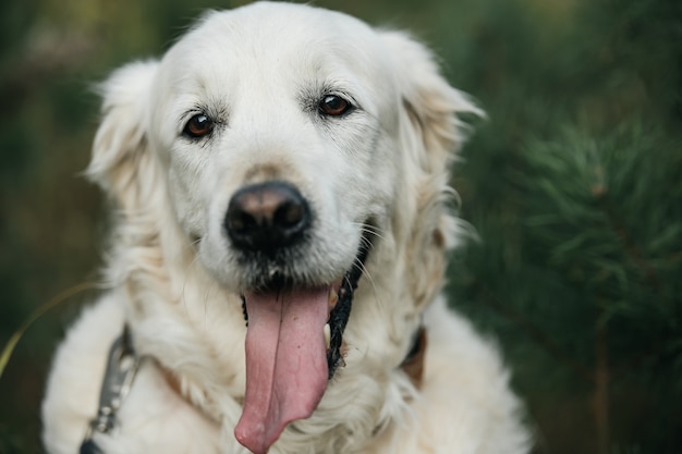 Portret van witte golden retriever hond in het veld close-up