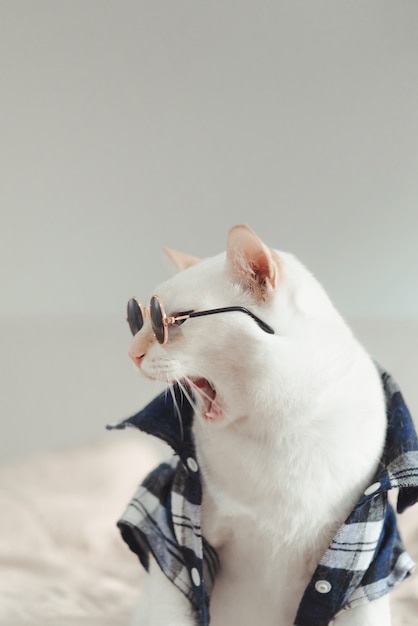 Portret van witte kat bril te dragen