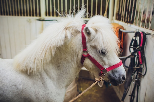 Portret van witte pony met mooie manen