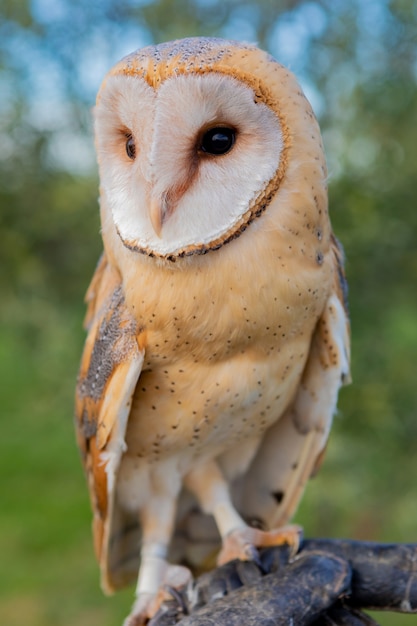 Portret van witte uil