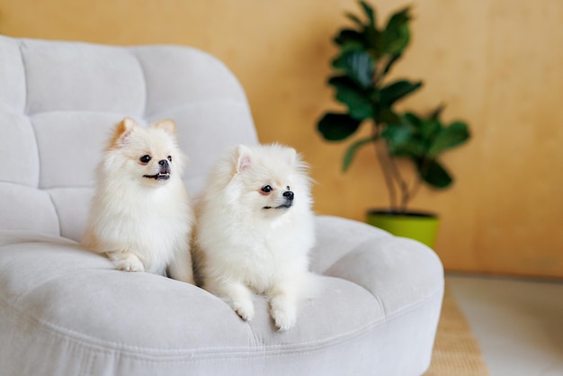 Portret van witte, vrolijke lachende honden van het Spitz-ras