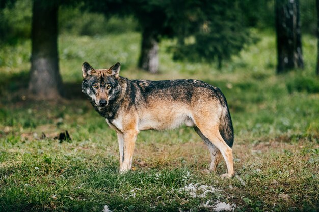 Portret van wolf in het bos