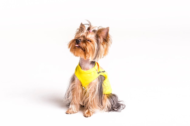 Foto portret van yorkshire terrier steekt tong uit