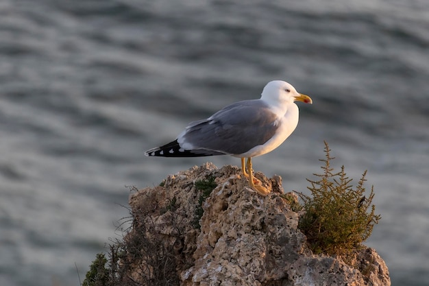 Portret van zeemeeuwvogel