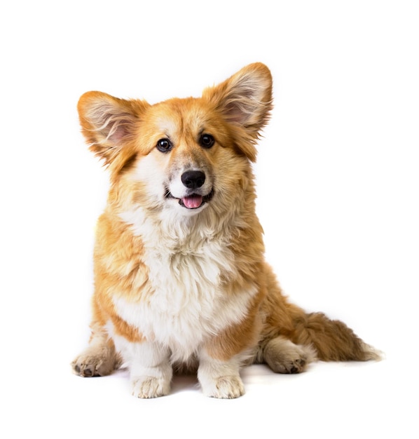 Portret van zeer mooie corgi pluizige hond geïsoleerd