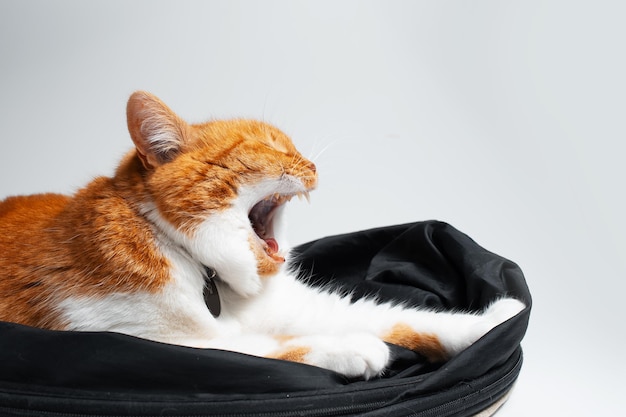 Portret van zoete grappige rode en witte kat die geeuwt en op zwarte studioreflector ligt