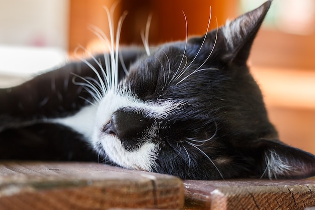 Portret van zwart-witte kat die op thee lijst slapen