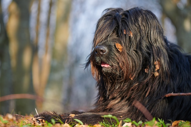 Portret van zwarte bergamasco herdershond