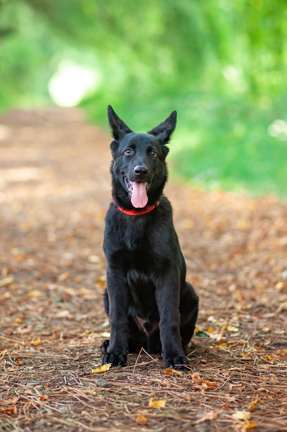 Portret van zwarte duitse herder in het park.