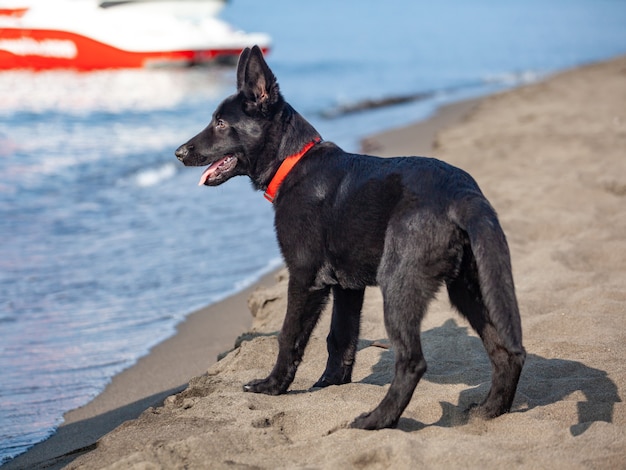 Portret van zwarte Duitse herder op zwart zandstrand. Dier.