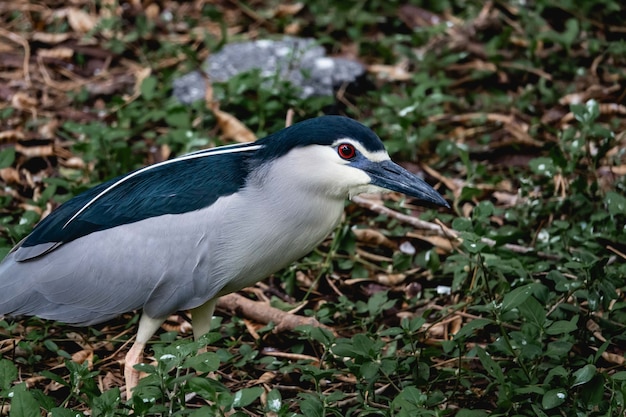 Portret van zwarte gekroonde nachtreiger, mooie zwart-witte vogel