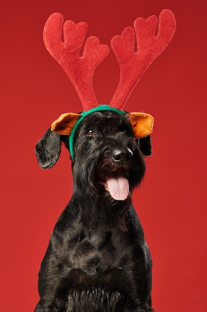 Portret van zwarte grappige hond in hertenkostuum die camera bekijkt die op rode achtergrond wordt geïsoleerd