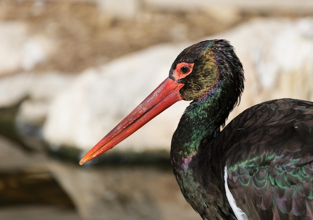 Portret van zwarte ooievaar in de natuur