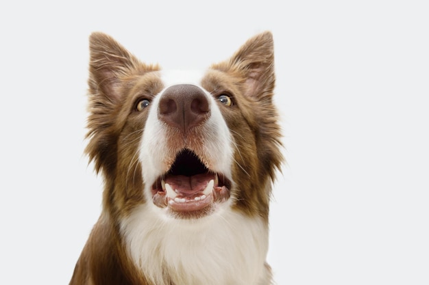 Portret verrast border collie hond geïsoleerd op witte achtergrond