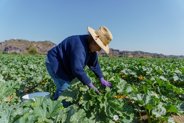 Portret vrouw boer staande in courgettes veld